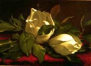 Martin Johnson Heade Magnolia hgh china oil painting artist